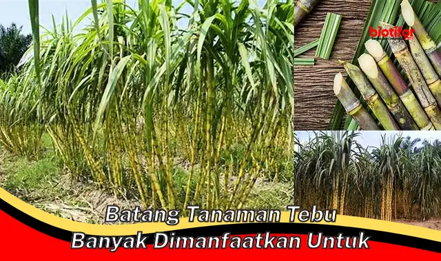 batang tanaman tebu banyak dimanfaatkan untuk batang tanaman tebu banyak dimanfaatkan untuk