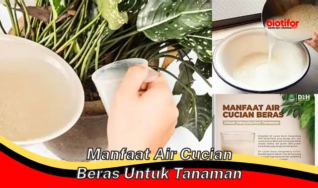 Temukan Manfaat Air Cucian Beras untuk Tanaman yang Jarang Diketahui