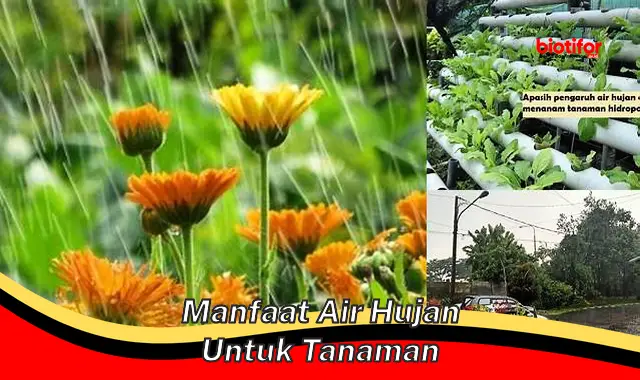 Temukan Rahasia Manfaat Air Hujan untuk Tanaman yang Jarang Diketahui