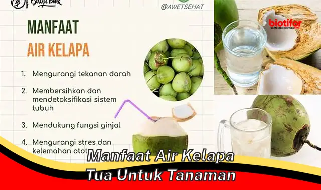 Temukan Manfaat Air Kelapa Tua untuk Tanaman, Rahasia yang Jarang Diketahui!