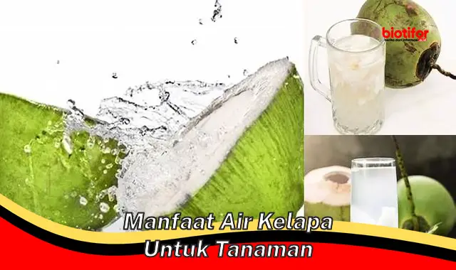 Temukan Manfaat Air Kelapa untuk Tanaman