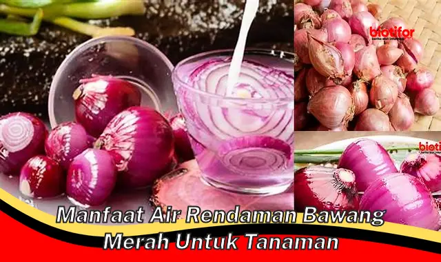 Temukan Manfaat Air Rendaman Bawang Merah untuk Tanaman yang Jarang Diketahui