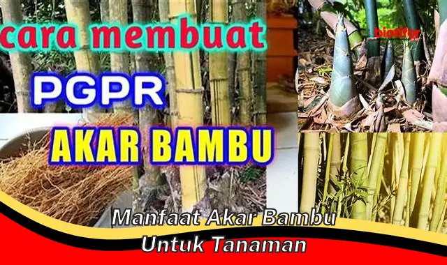 Temukan Manfaat Akar Bambu untuk Tanaman yang Jarang Diketahui