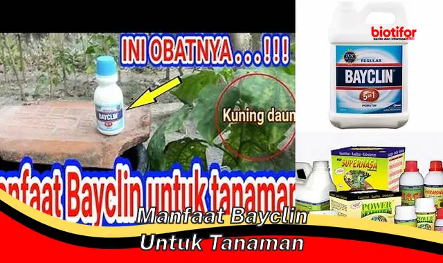 Temukan Khasiat Bayclin untuk Tanaman, Jarang Diketahui