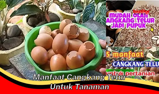 5 Manfaat Cangkang Telur untuk Tanaman Jarang Diketahui