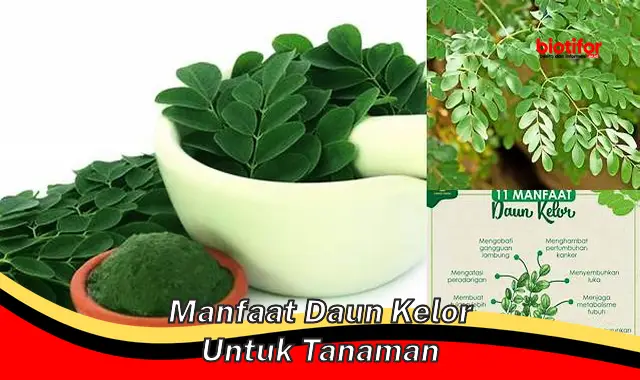 Temukan Rahasia Daun Kelor untuk Tanaman yang Jarang Diketahui