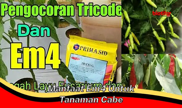 Temukan Manfaat Langka EM4 Untuk Tanaman Cabe