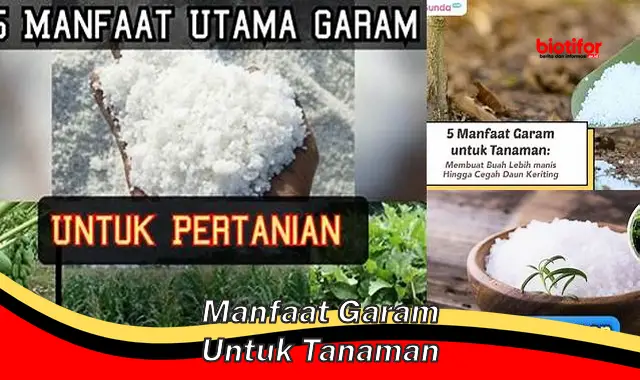 Temukan Manfaat Garam untuk Tanaman yang Belum Diketahui