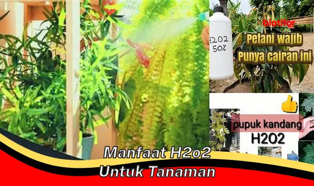 Temukan 5 Khasiat H2O2 untuk Tanaman yang Jarang Diketahui