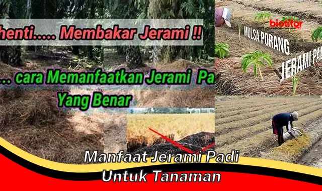 Temukan Manfaat Jerami Padi untuk Tanaman yang Jarang Diketahui