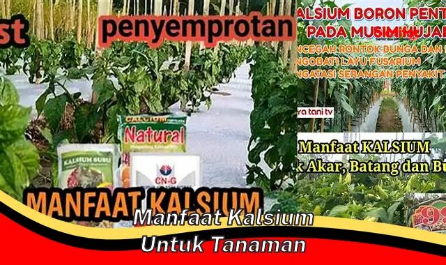 5 Manfaat Kalsium untuk Tanaman yang Jarang Diketahui