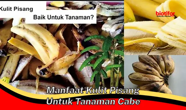 Temukan Manfaat Kulit Pisang Untuk Tanaman Cabe Yang Jarang Diketahui!