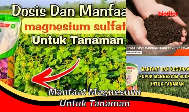 Temukan Manfaat Magnesium untuk Tanaman, Rahasia yang Jarang Diketahui