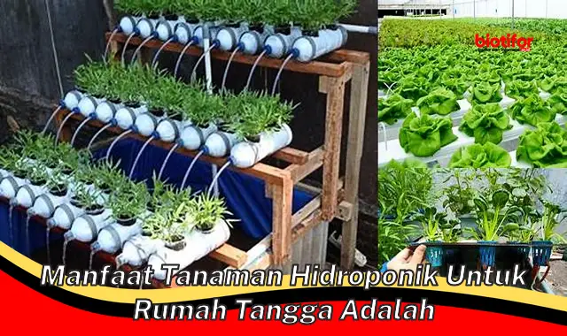 Temukan Manfaat-manfaat Tanaman Hidroponik yang Jarang Diketahui untuk Rumah Tangga