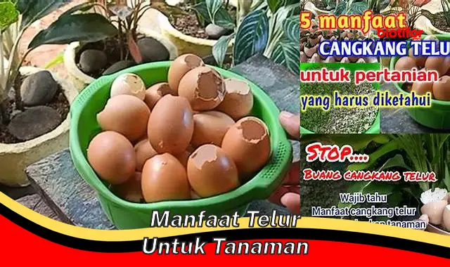 Temukan 5 Manfaat Telur untuk Tanaman yang Jarang Diketahui