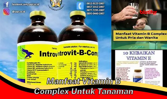 Temukan Manfaat Vitamin B Kompleks untuk Tanaman yang Perlu Anda Ketahui