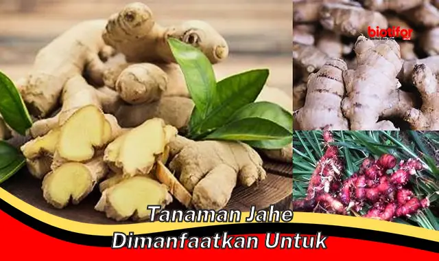 Temukan 5 Manfaat Tanaman Jahe yang Jarang Diketahui untuk Tanaman