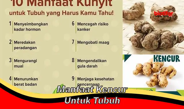 Temukan Manfaat Kencur untuk Tubuh yang Jarang Diketahui