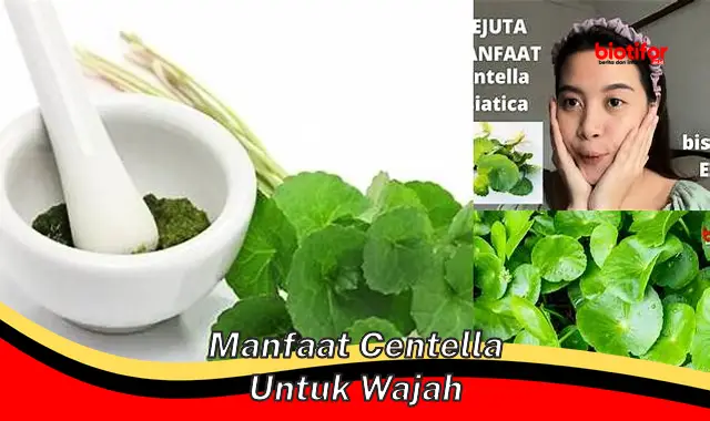 manfaat centella untuk wajah manfaat centella untuk wajah