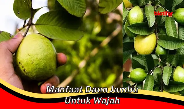 Temukan Manfaat Tersembunyi Daun Jambu untuk Wajah