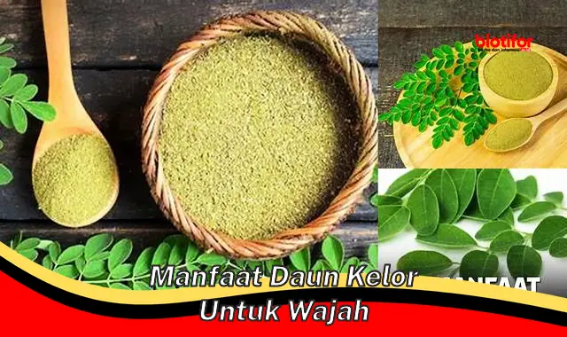 Temukan Manfaat Daun Kelor untuk Wajah yang Jarang Diketahui