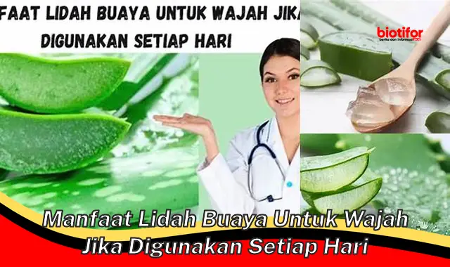 Temukan Khasiat Lidah Buaya untuk Wajah yang Jarang Diketahui Saat Dipakai Setiap Hari