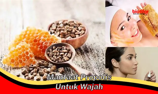 Temukan Manfaat Propolis untuk Wajah yang Jarang Diketahui