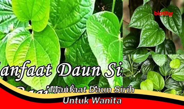 Temukan Khasiat Daun Sirih untuk Wanita yang Jarang Diketahui