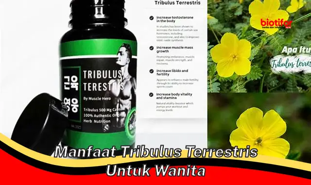 Temukan Manfaat Tribulus Terrestris Untuk Wanita Yang Jarang Diketahui