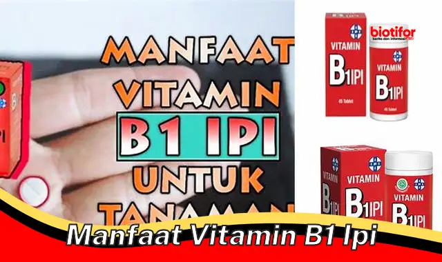 Temukan Manfaat Vitamin B1 Yang Perlu Anda Ketahui