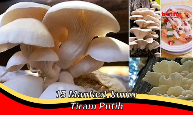 Temukan 15 Manfaat Jamur Tiram Putih yang Jarang Diketahui