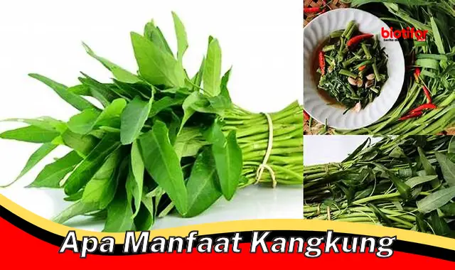 Temukan Rahasia Manfaat Kangkung yang Jarang Anda Ketahui