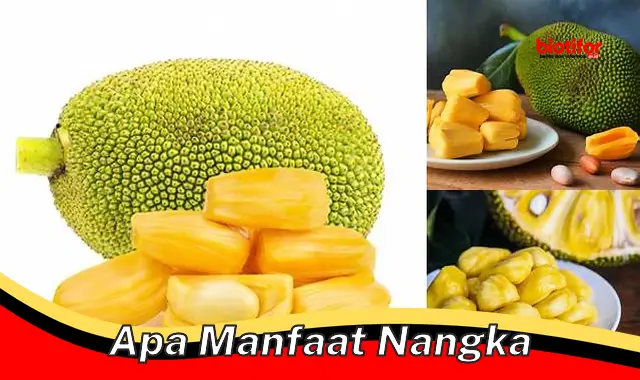 apa manfaat nangka apa manfaat nangka