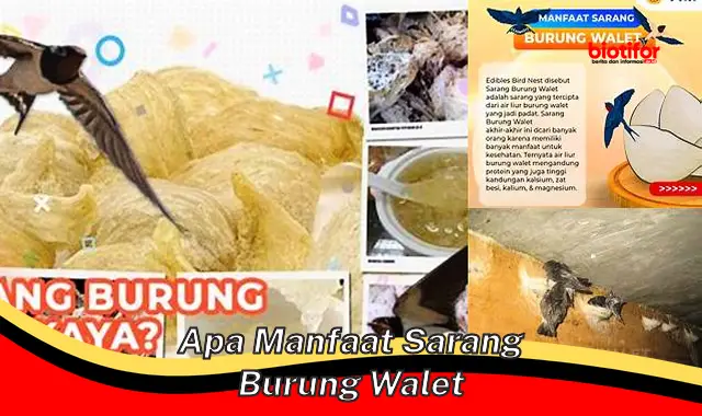 Temukan Manfaat Sarang Burung Walet yang Jarang Diketahui