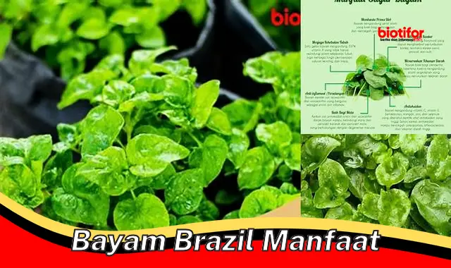 bayam brazil manfaat bayam brazil manfaat