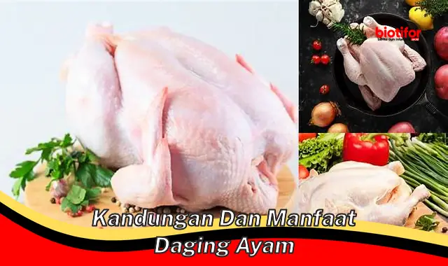 kandungan dan manfaat daging ayam