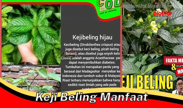 keji beling manfaat keji beling manfaat
