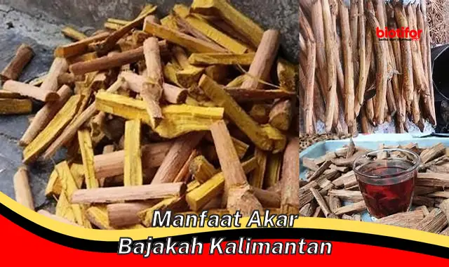 manfaat akar bajakah kalimantan manfaat akar bajakah kalimantan