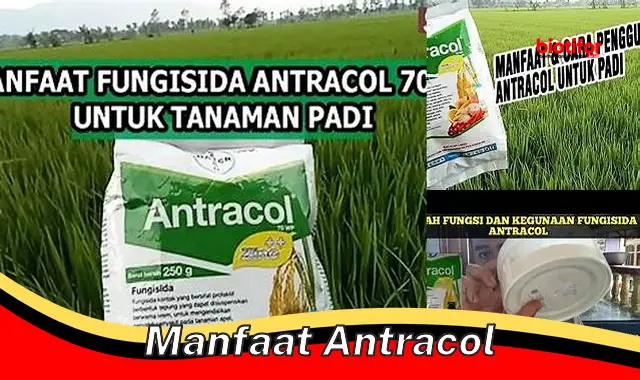 Temukan Manfaat Antracol, Rahasia yang Jarang Diketahui!