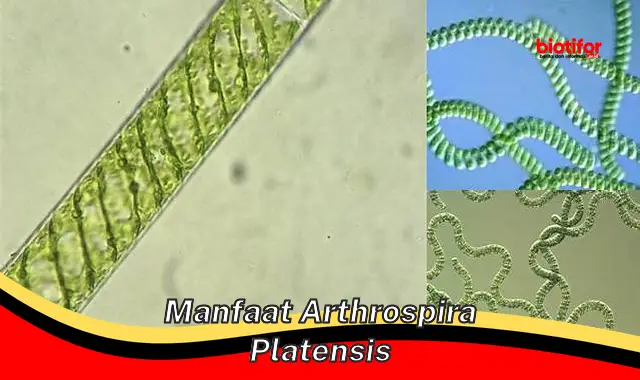 Temukan 5 Manfaat Arthrospira Platensis yang Jarang Diketahui