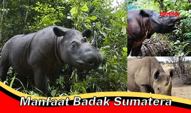 5 Manfaat Badak Sumatera yang Harus Anda Tahu