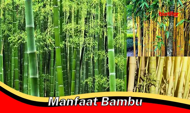 Temukan Rahasia Bambu yang Jarang Diketahui: Manfaat yang Menakjubkan!