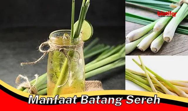 Kenali Manfaat Batang Sereh yang Jarang Diketahui