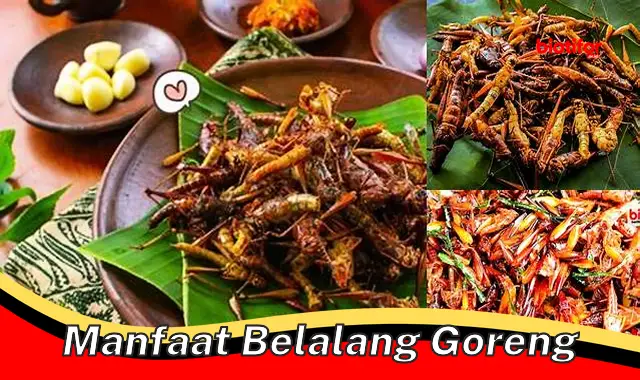 manfaat belalang goreng manfaat belalang goreng