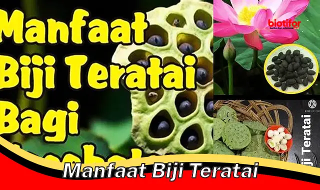 Temukan Manfaat Biji Teratai yang Jarang Diketahui