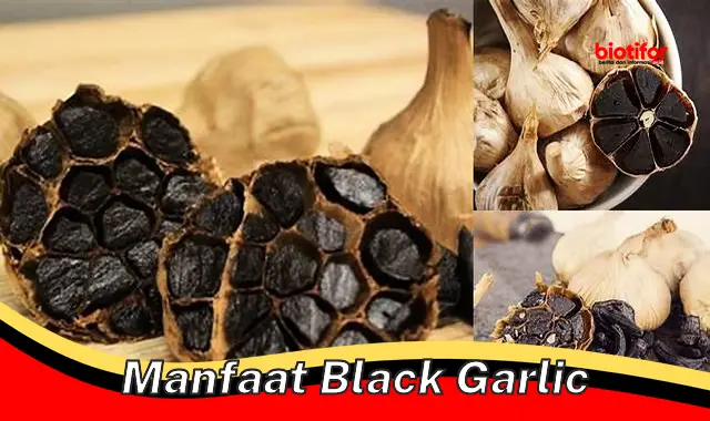manfaat black garlic manfaat black garlic