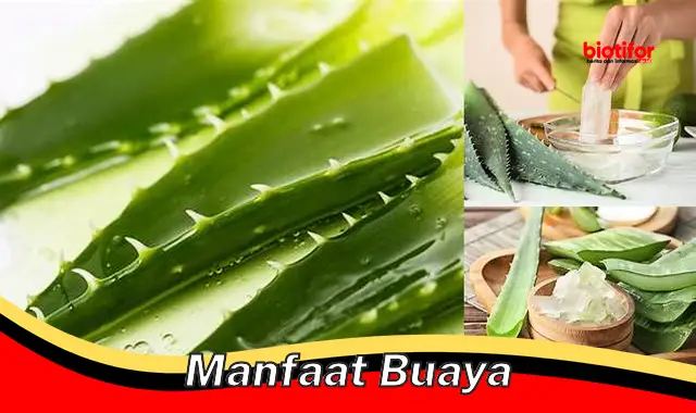 Temukan Manfaat Buaya yang Jarang Diketahui