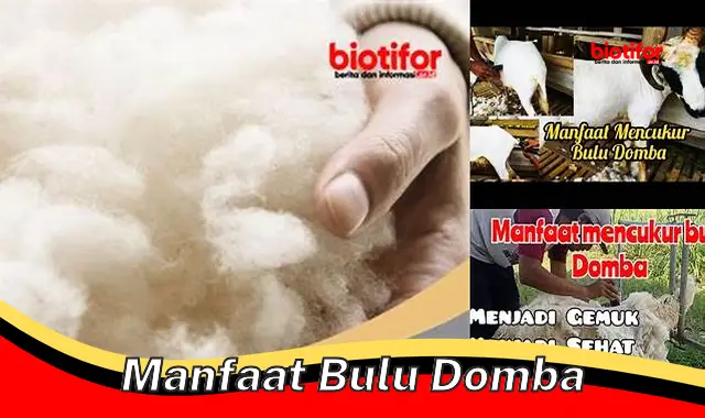 Temukan Manfaat Bulu Domba yang Jarang Diketahui