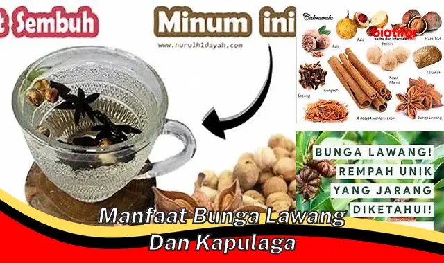 manfaat bunga lawang dan kapulaga manfaat bunga lawang dan kapulaga