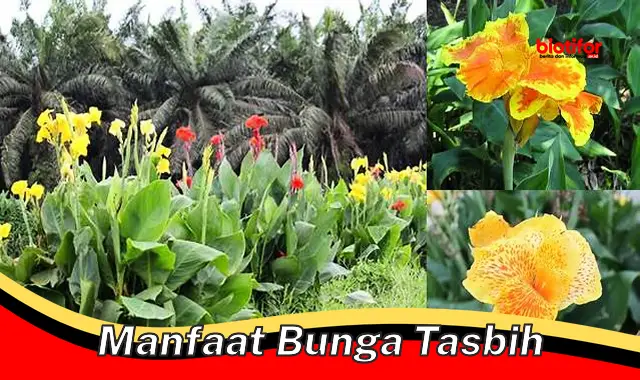manfaat bunga tasbih manfaat bunga tasbih